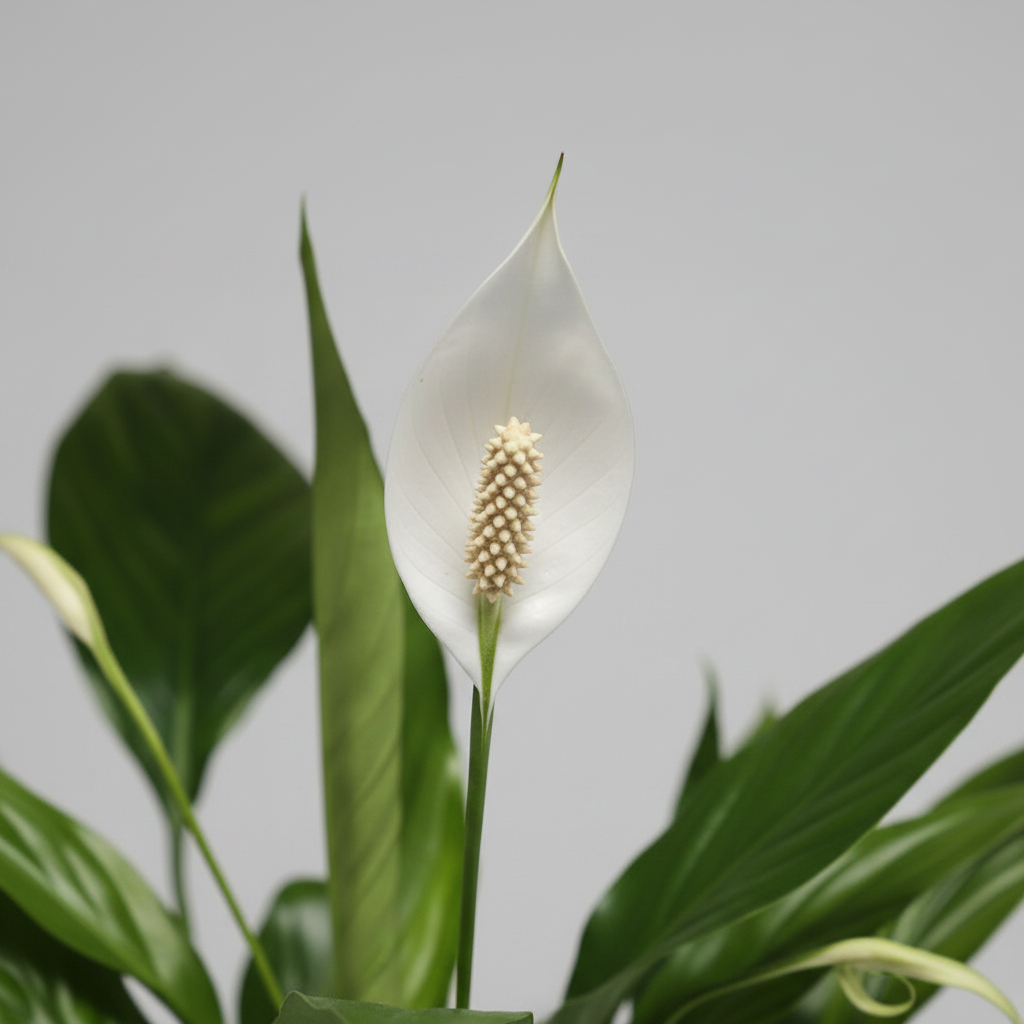 lirio-de-la-paz-planta-interior