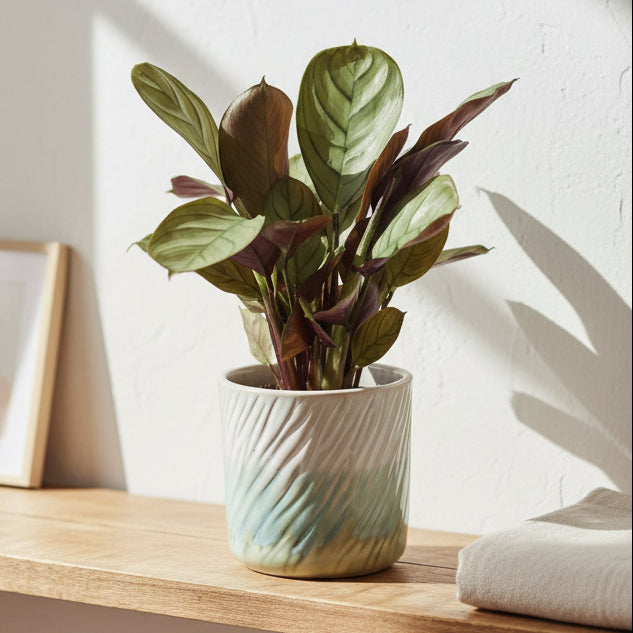 planta-hojas-plateadas