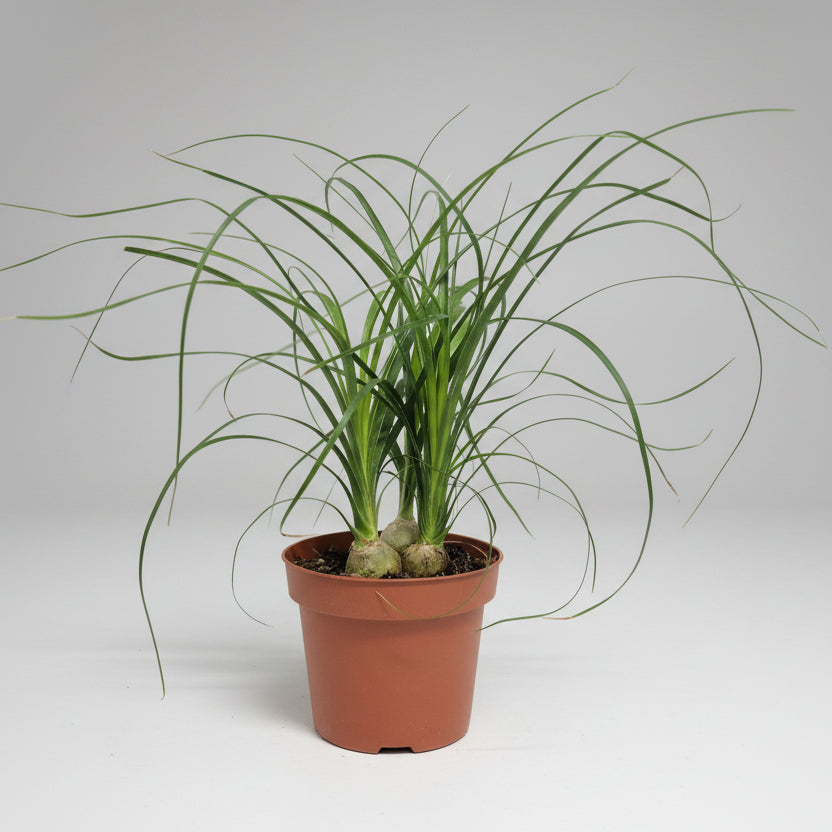 beaucarnea-recurvata