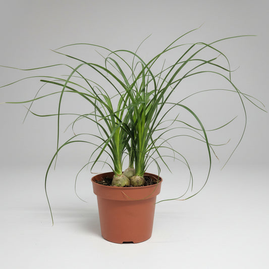 beaucarnea-recurvata