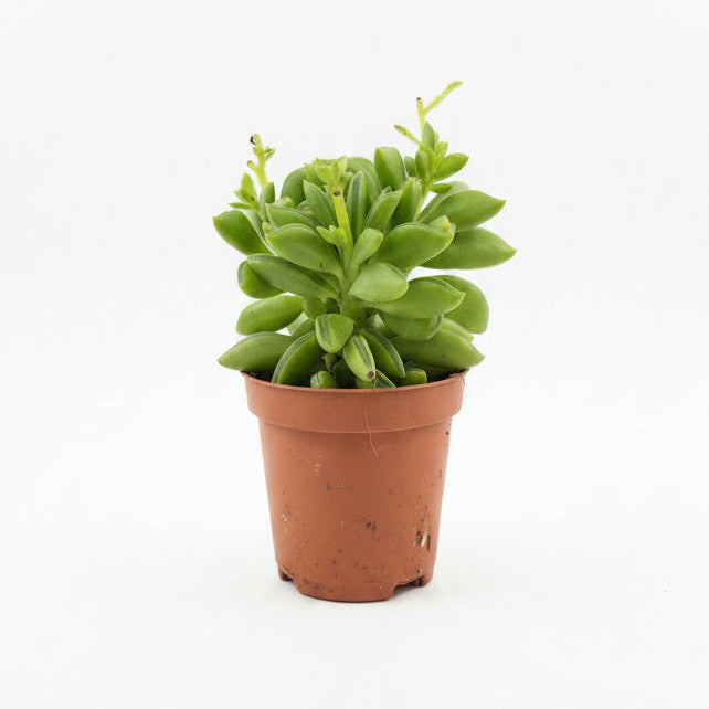 peperomia dolabriformis