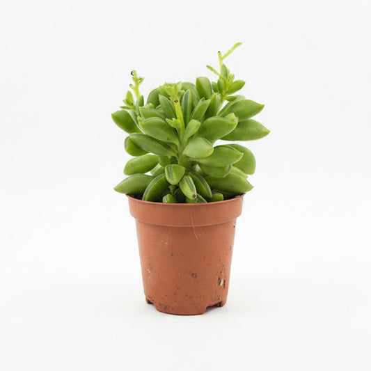 peperomia dolabriformis