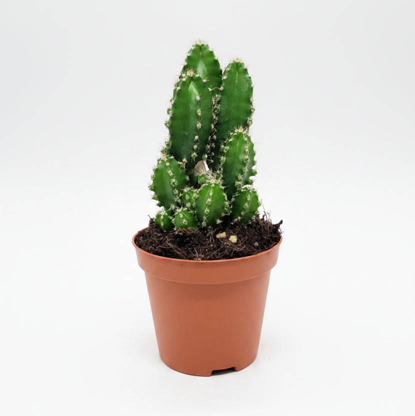 Cereus Peruvianus (Cactus ordenador)