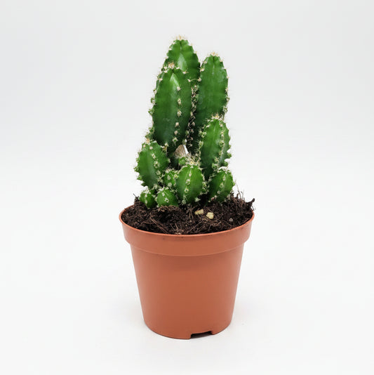 cereus peruvianus