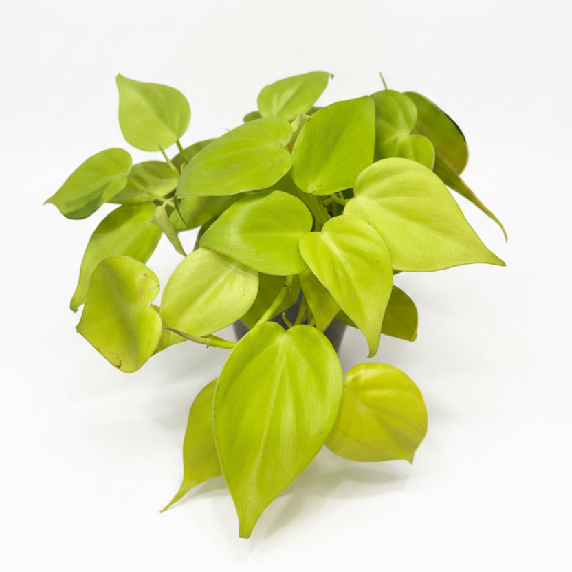 Filodendro neón (Philodendron Lemon Lime)