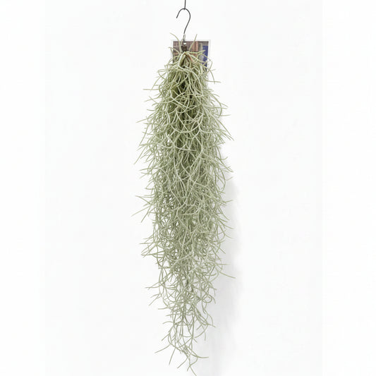 tillandsia-usneoides