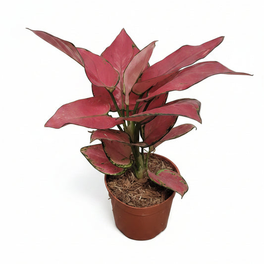 aglaonema-red-joy