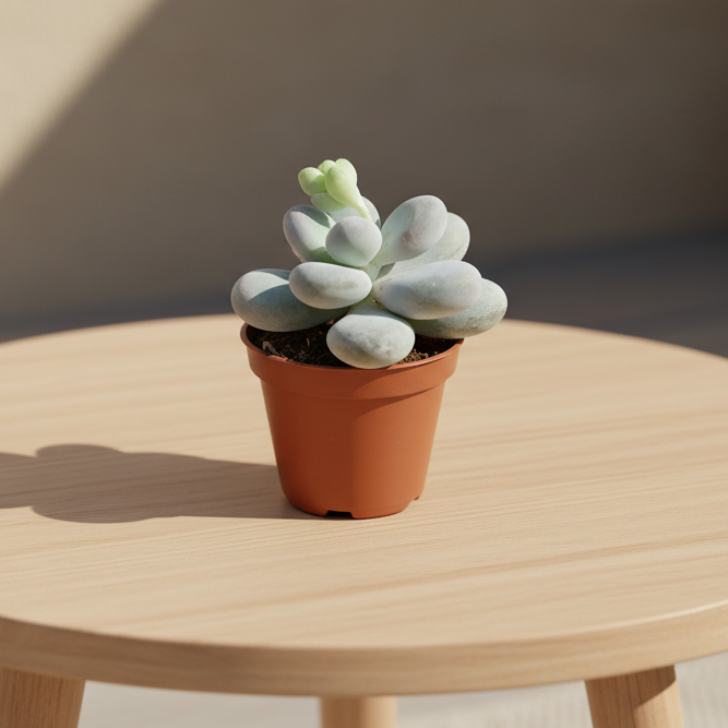 pachyphytum-suculenta