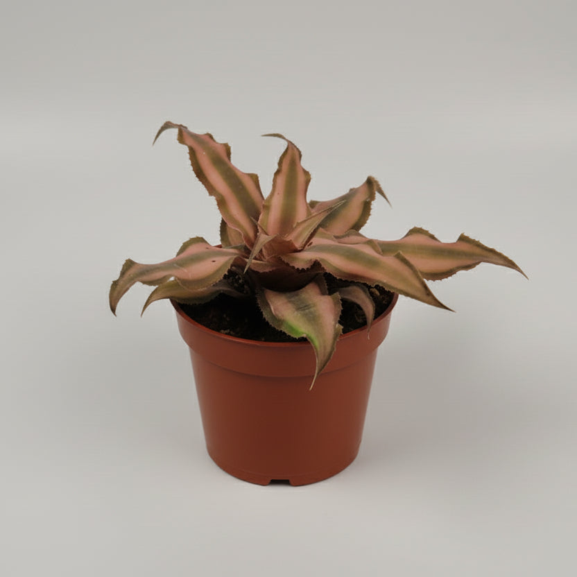 bromelia-estrella-interior