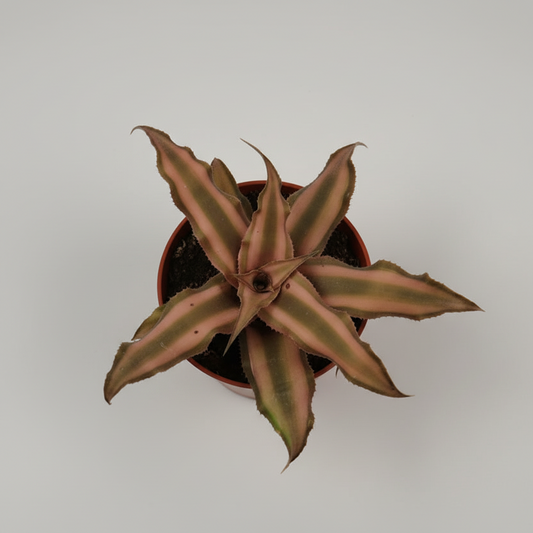 cryptanthus-earth-star