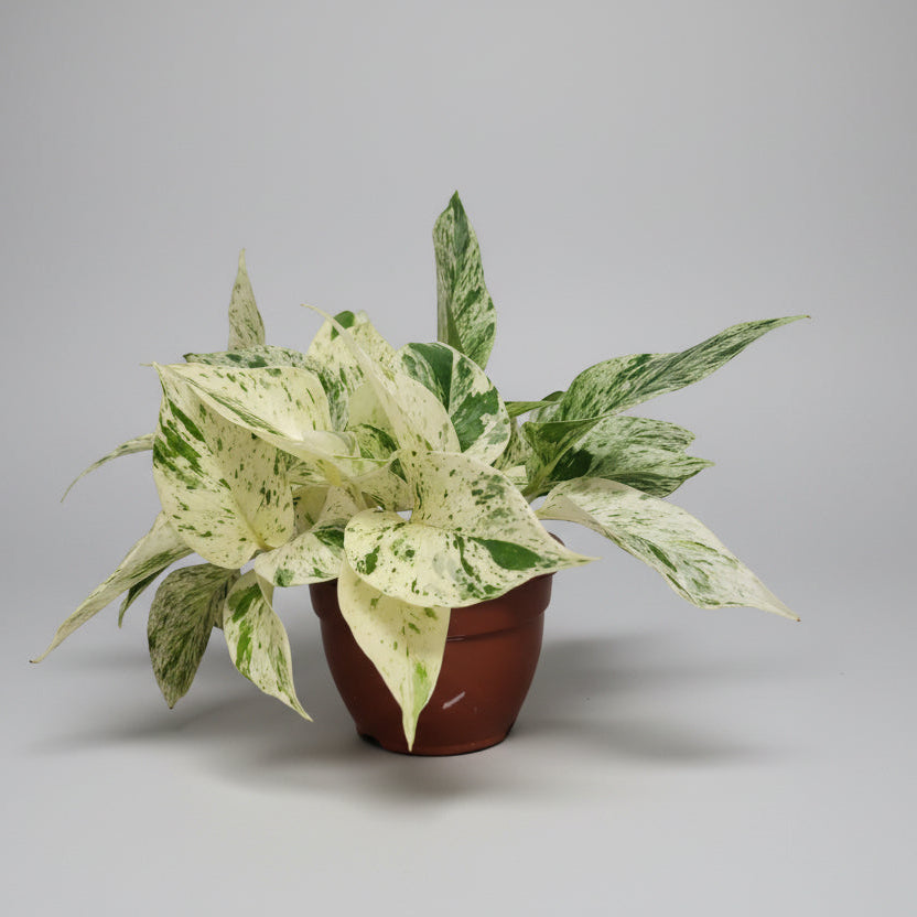 epipremnum-marble-queen