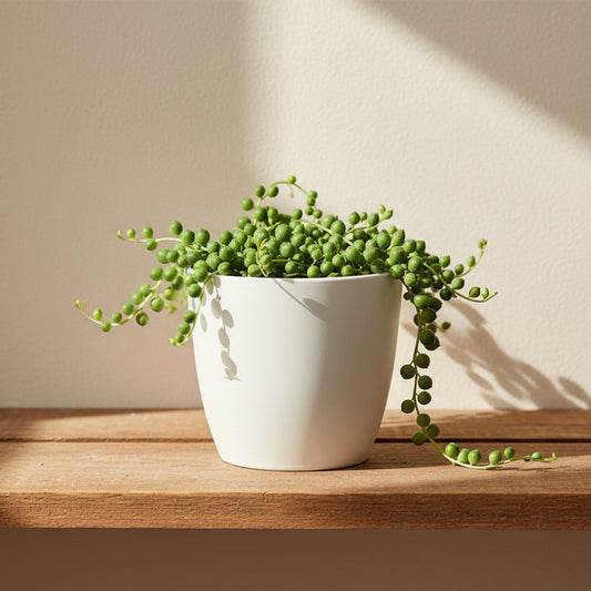 senecio-rowleyanus