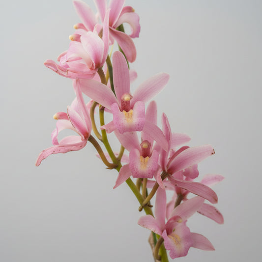 orquidea-cymbidium-flor-rosa