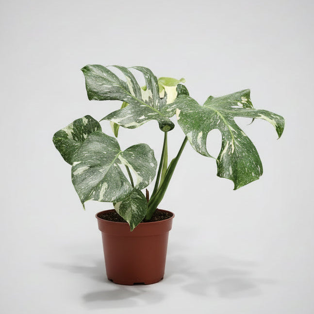 Monstera Thai Constellation