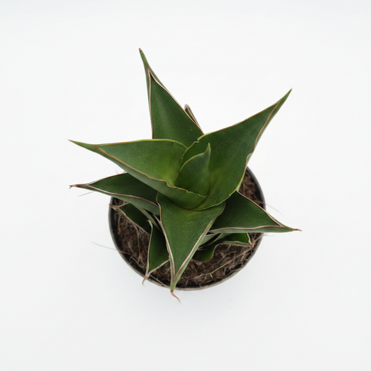 sansevieria temple crown planta