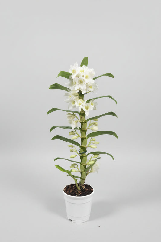 Orquídea Dendrobium Flores Blancas