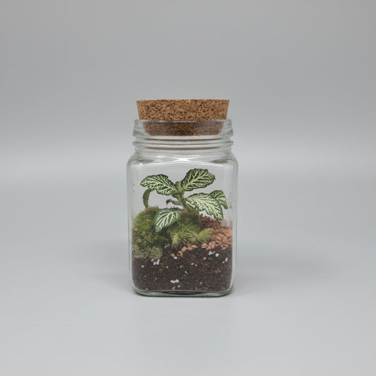 terrario-aura-cuarzo-rosa