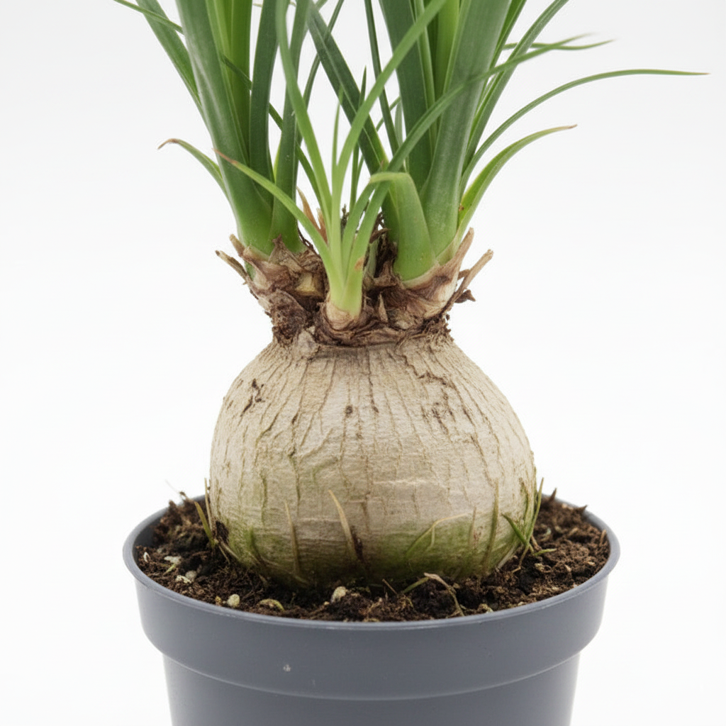 Beucarnea Recurvata Mini (Pata de elefante)