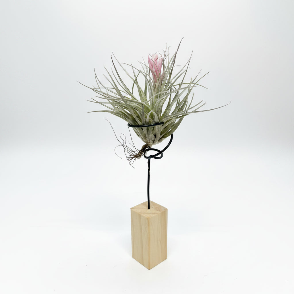 planta de aire