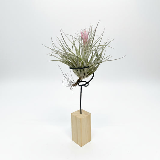 planta de aire