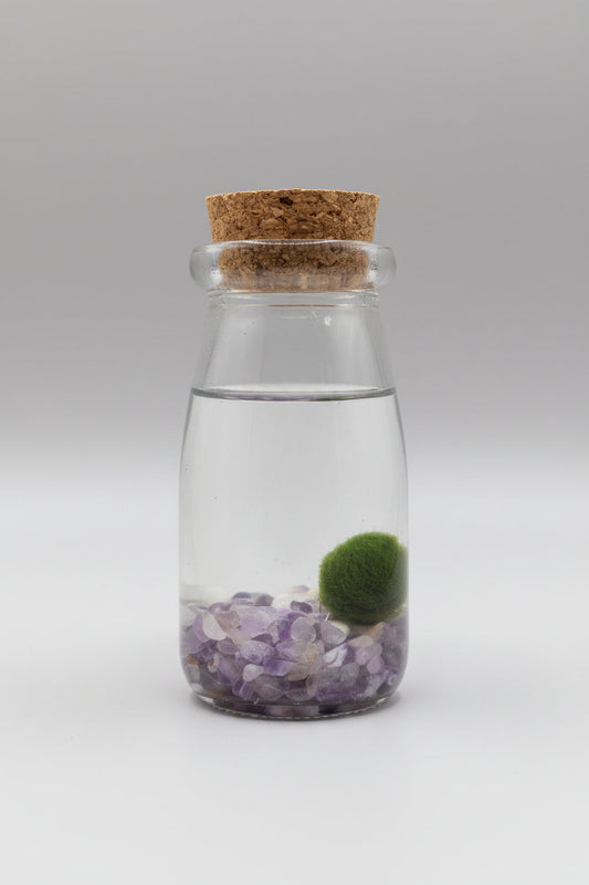 Marimo Spirit – Amatista Calma y Protección