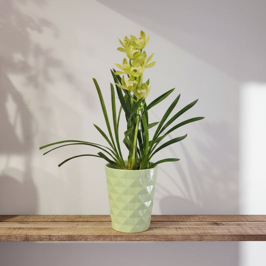 orquidea-cymbidium-perfumada