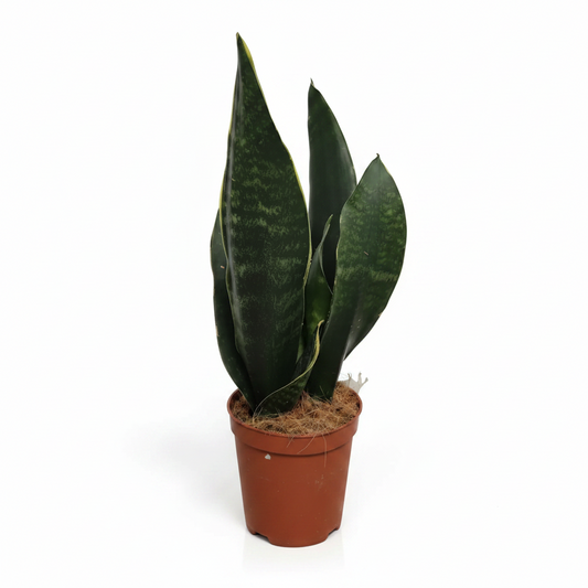 sansevieria trifasciata black coral