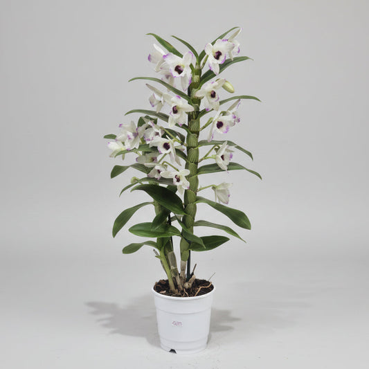 Orquídea Dendrobium Flor Blanca Lila