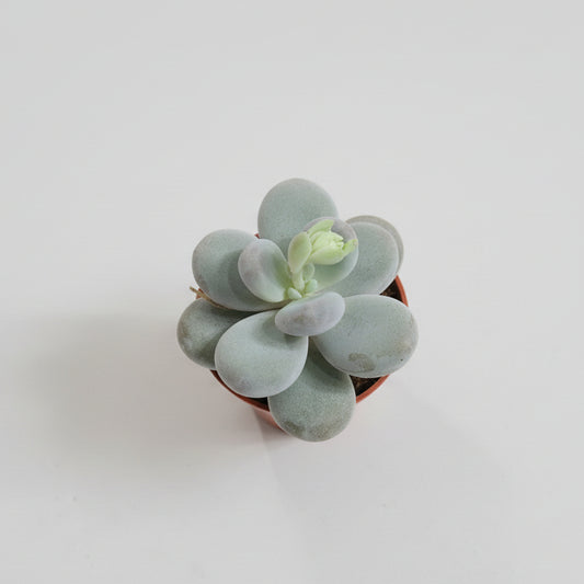 pachyphytum-oviferum