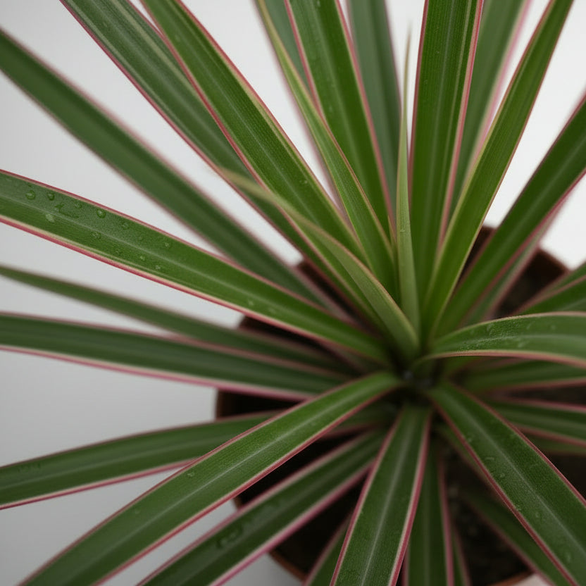Dracaena Marginata Rosa