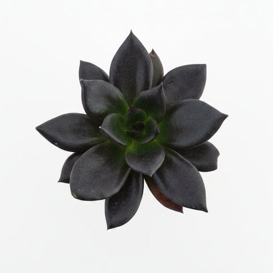 echeveria black prince