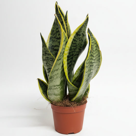 sansevieria trifasciata