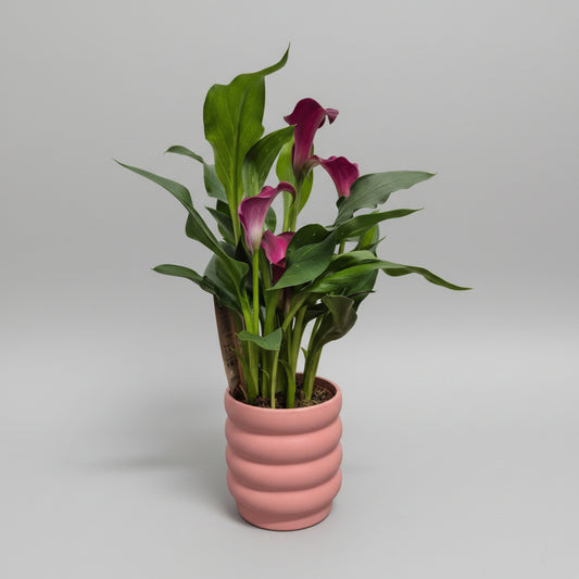zantedeschia-cala-macetero-rosado