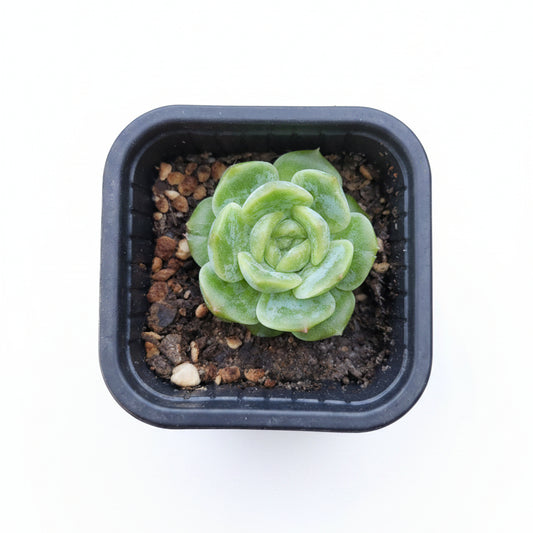 echeveria lichee corea