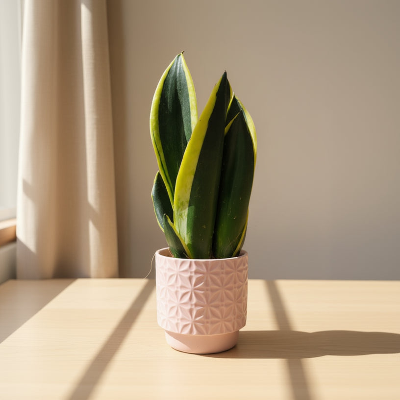 Sansevieria Trifasciata Black Gold