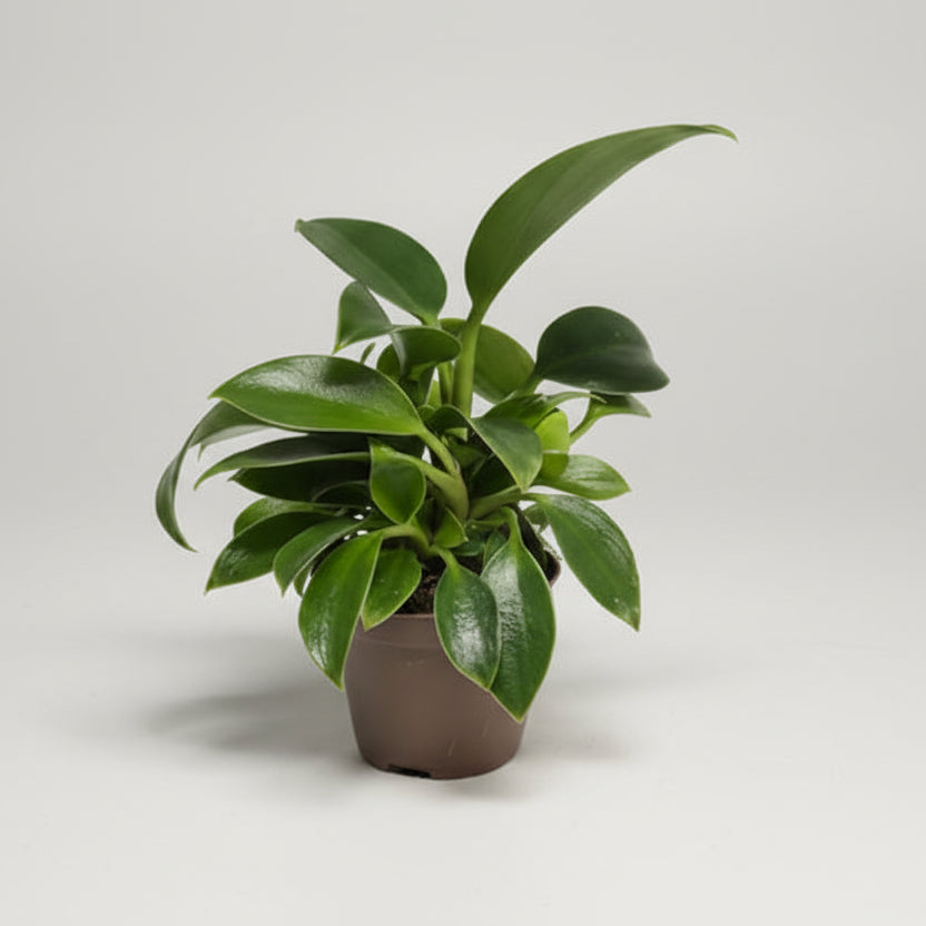 philodendron-green-princess