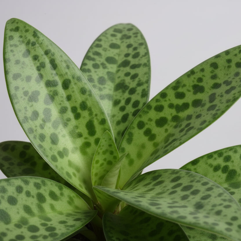 Planta Drimiopsis resistente para decoración hogar