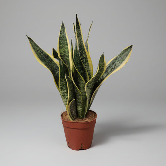 sansevieria-laurentii