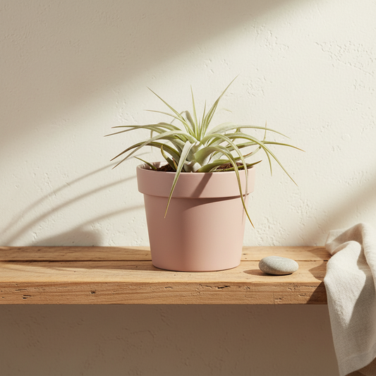 tillandsia harrisii