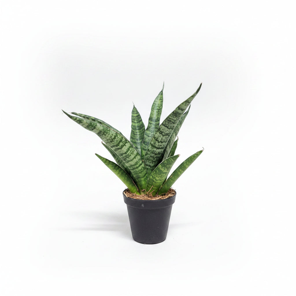 Sansevieria Trifasciata Megan Mini
