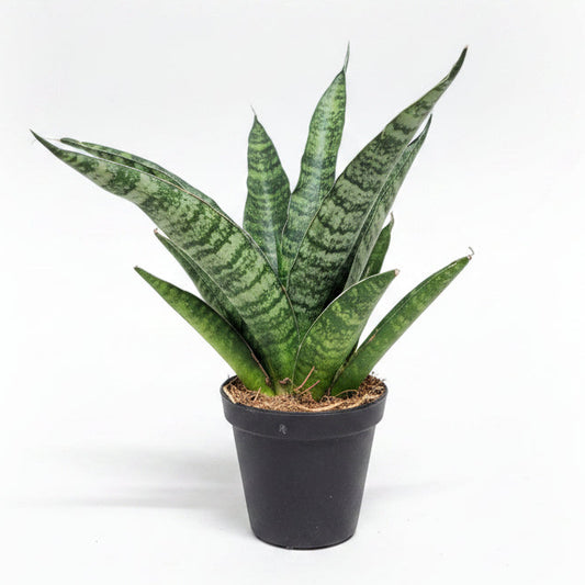sansevieria trifasciata megan mini