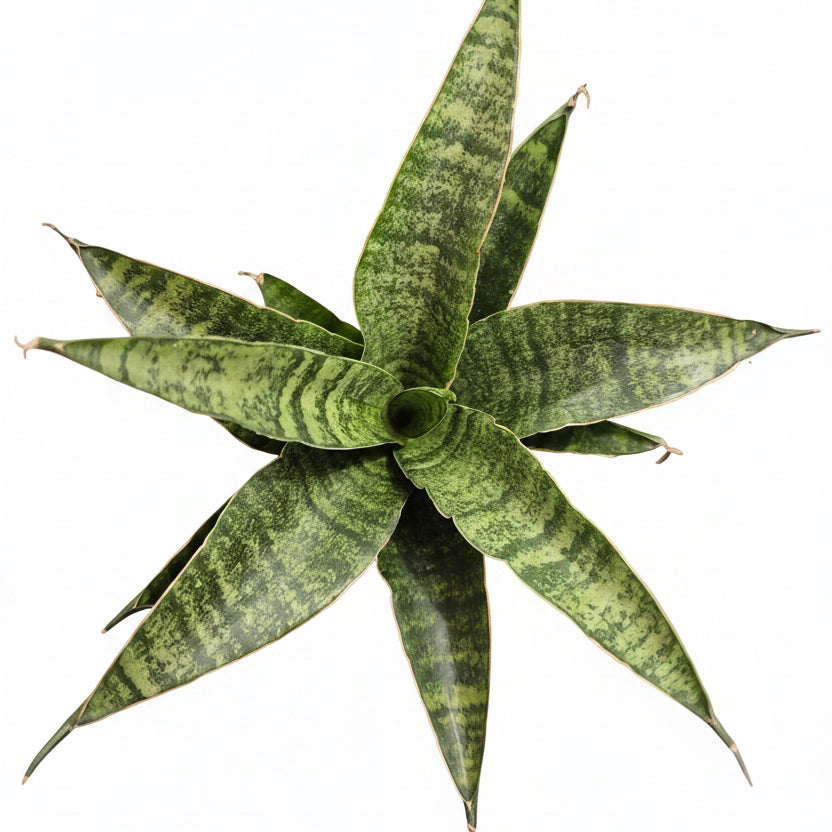 Sansevieria Trifasciata Megan Mini