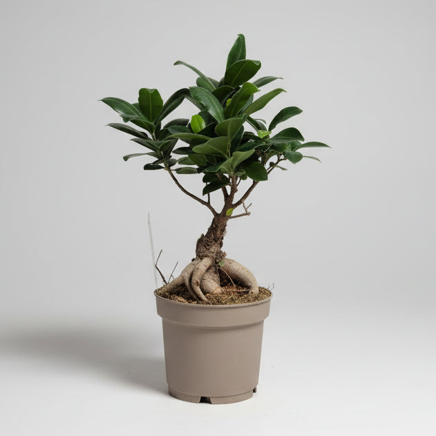 Ficus ginseng bonsai decorativo interior