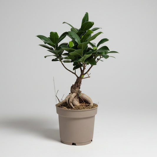 Ficus ginseng bonsai decorativo interior