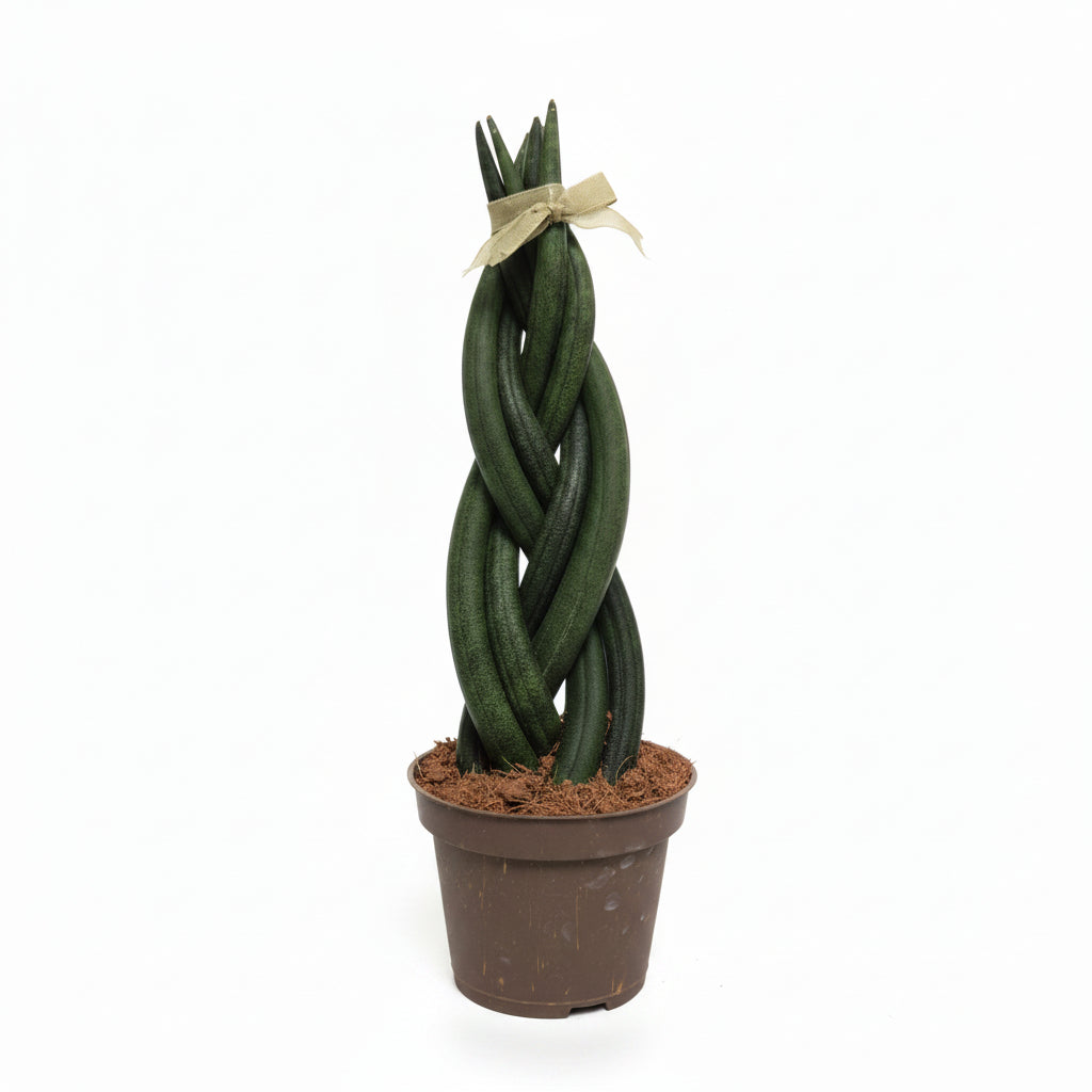 sansevieria mini cylindrica trenzada