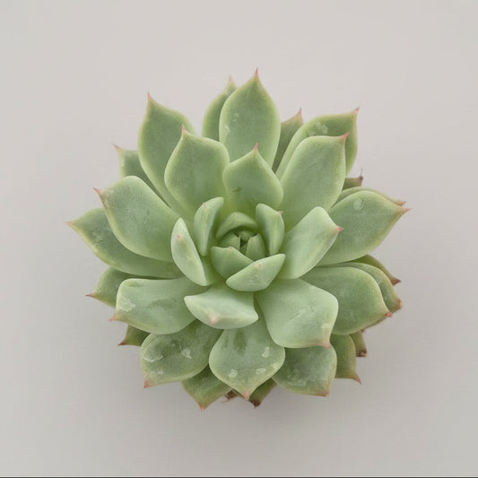 echeveria-parva-lindsayana