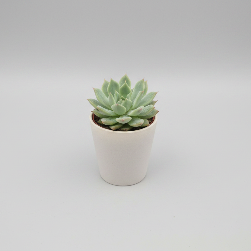 suculenta-hibrida
