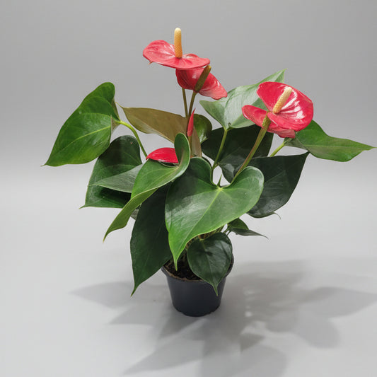 Anthurium flor roja planta tropical