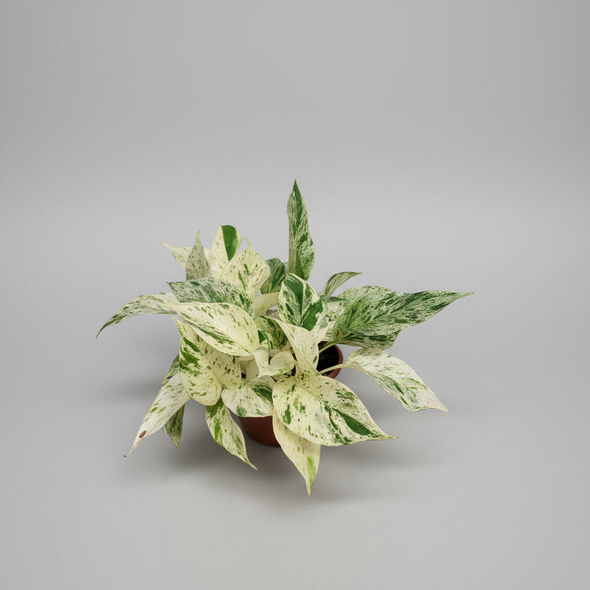 planta-variegada-interior