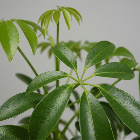 schefflera-hojas-verdes-paraguas